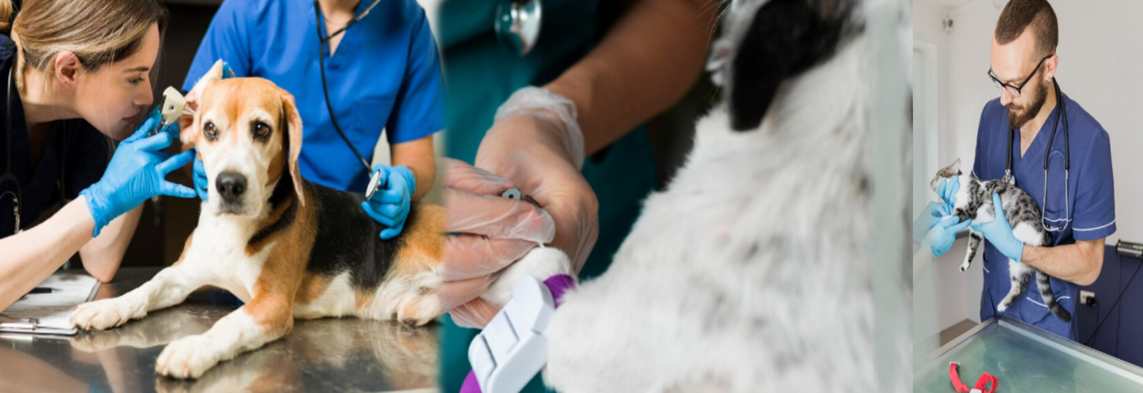 VetMed 2025 - Advancing Veterinary Medicine, Surgery, and Diagnostics