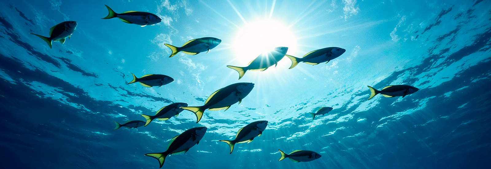 BlueHorizons 2026 – Sustainable Solutions for Animal production and Veterinary Medicine, Fisheries and Aquatic Sciences