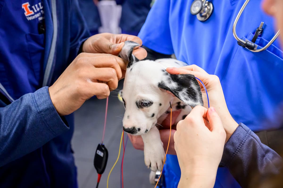 VetMed 2026 - Advancing Veterinary Medicine, Surgery, and Diagnostics
